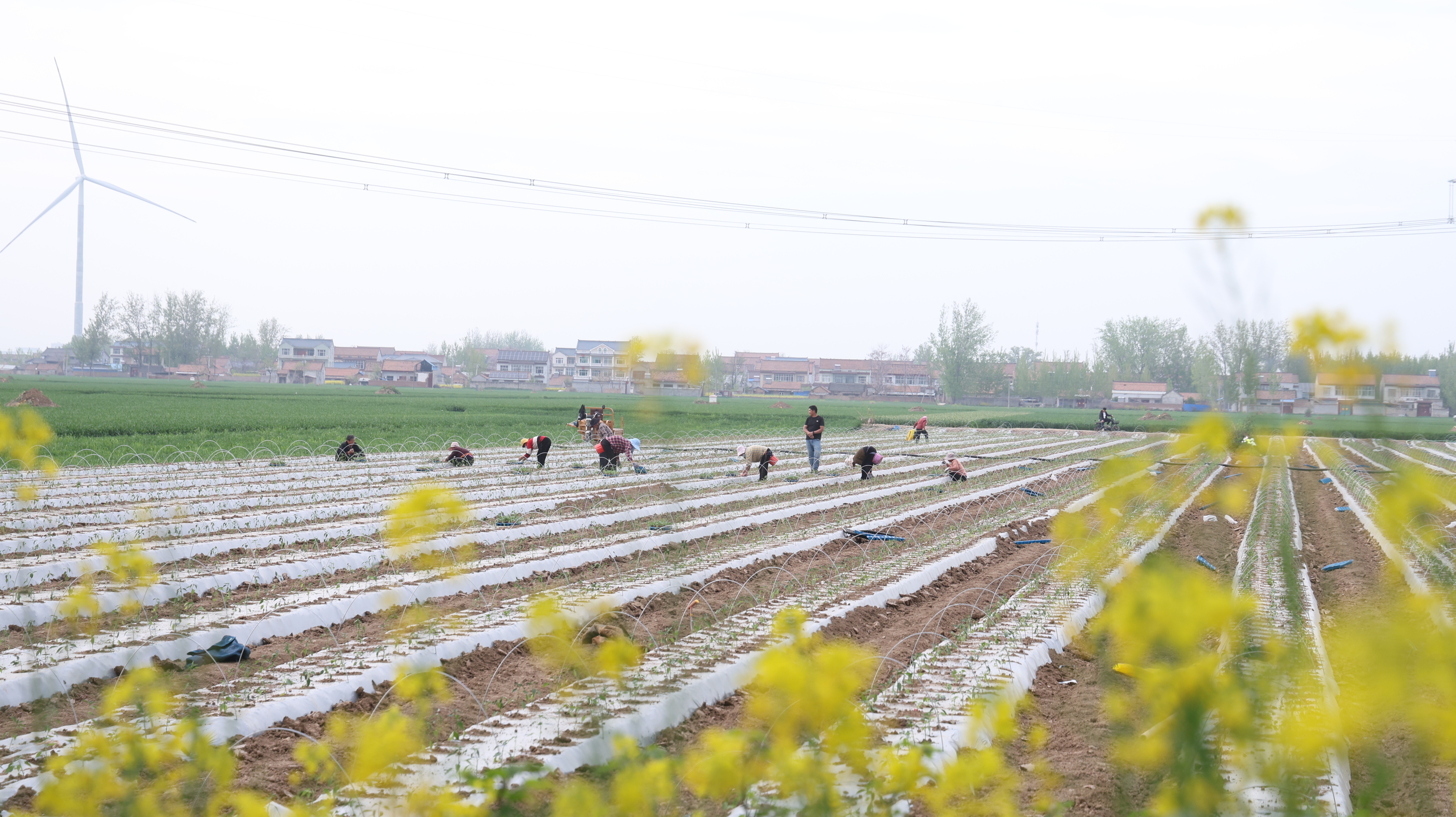 柘城：套种模式促增收 柘城春耕绘新篇