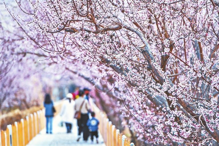 李广杏花竞相绽放　王斌银