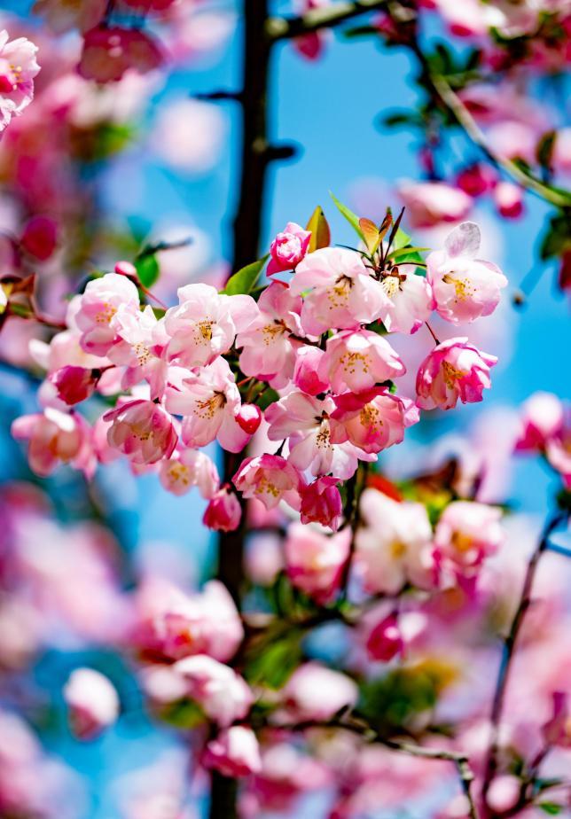 湛蓝作幕，粉海棠簇在枝梢，花瓣晕着深浅绯色，连花苞都裹着甜软的春。刘晶 摄