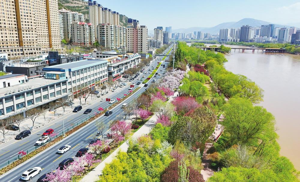 4月的金城春意盎然，兰州黄河风情线迎来最美赏花季，海棠娇艳、樱花烂漫，市民漫步打卡、拍照留念，在花香与河风中尽享春日惬意。新甘肃&middot;甘肃经济日报记者　瞿娟　实习生　马庆　摄