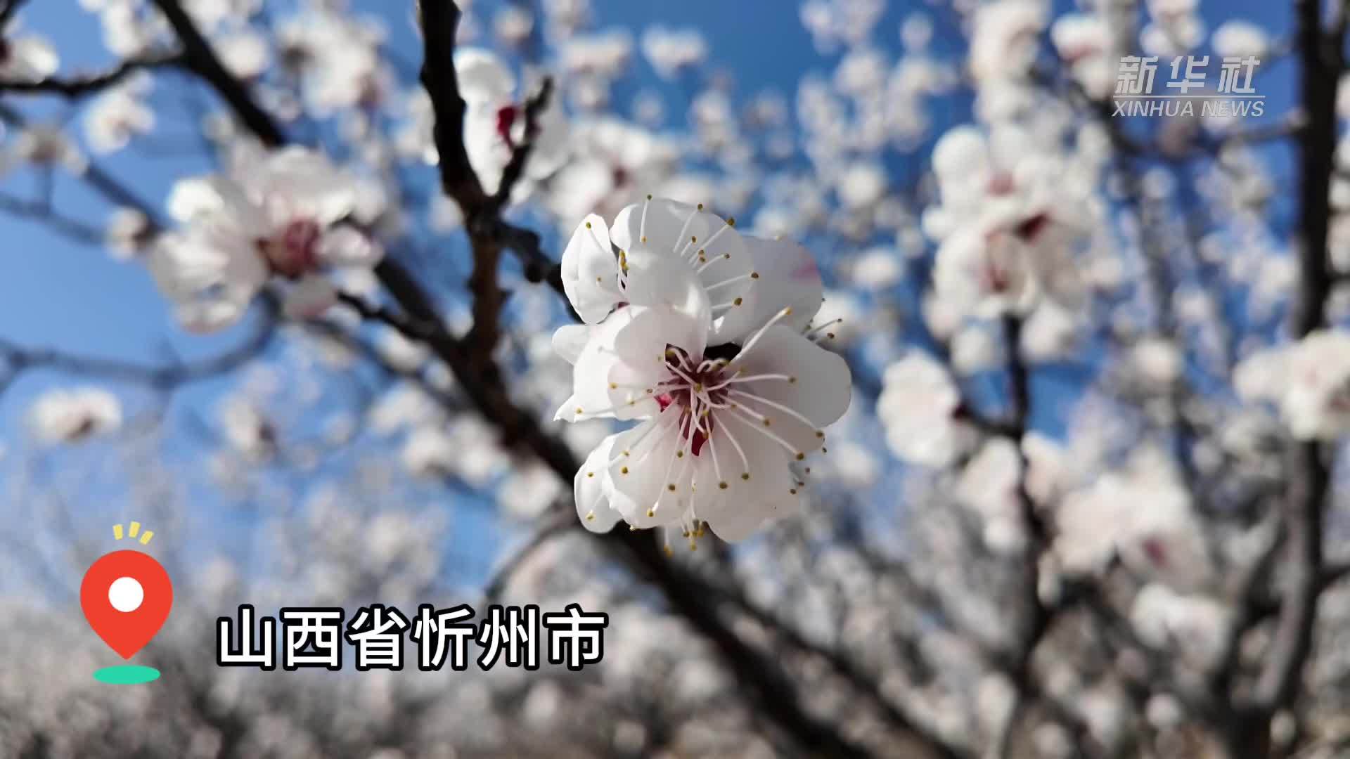 山西忻州：万亩杏花盛放 吸引游人驻足