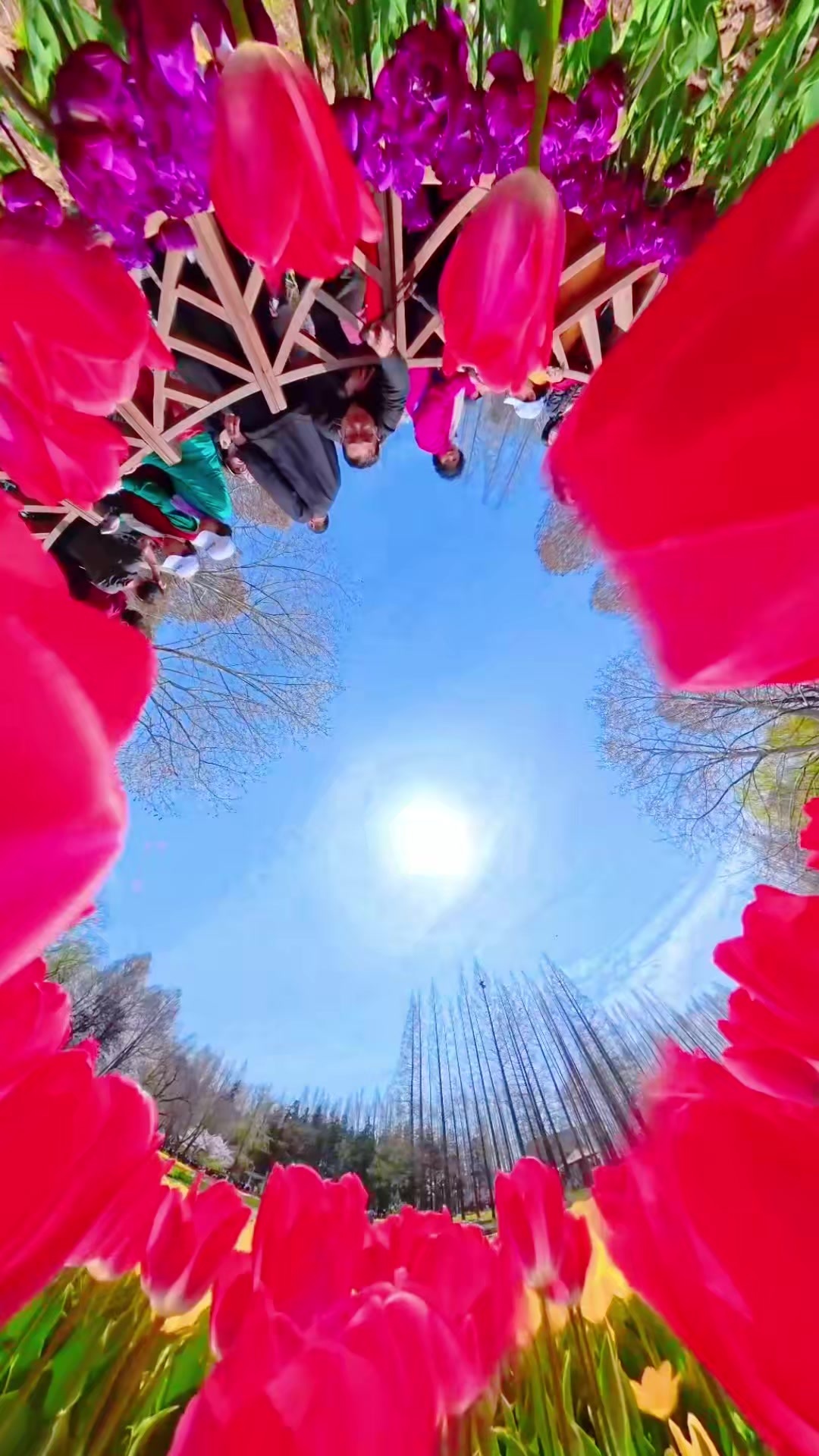 凤凰视频|来市南一万次春和景明