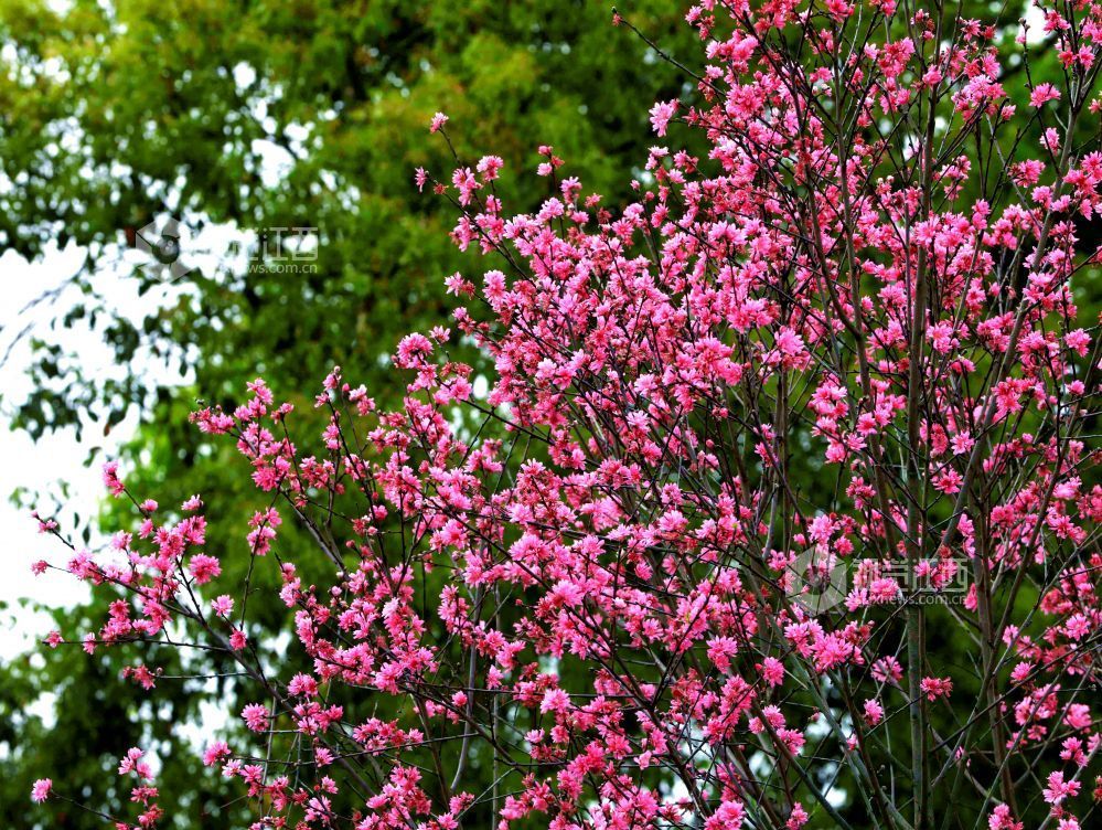 江西分宜：菊花桃盛开 添彩暮春光（图）