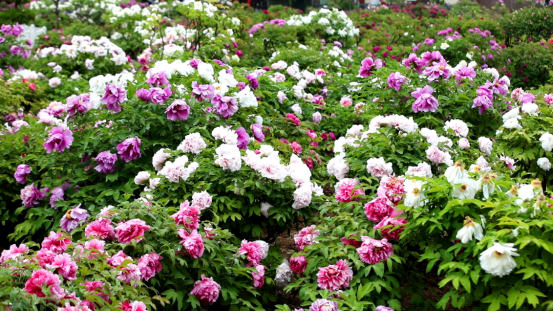 图片来源：大众网菏泽