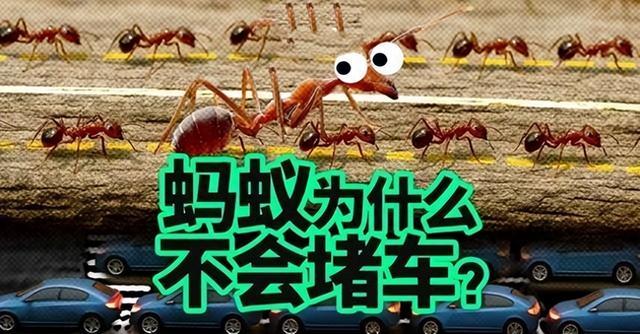 拖垮中邦交通的罪魁首恶,并不是车太多?蚂蚁为什么就不会堵车