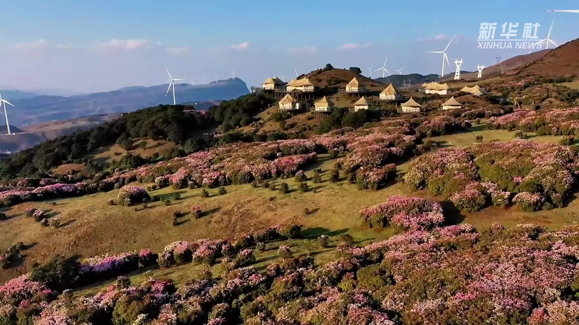 贵州乌蒙大草原万亩杜鹃花进入盛花期