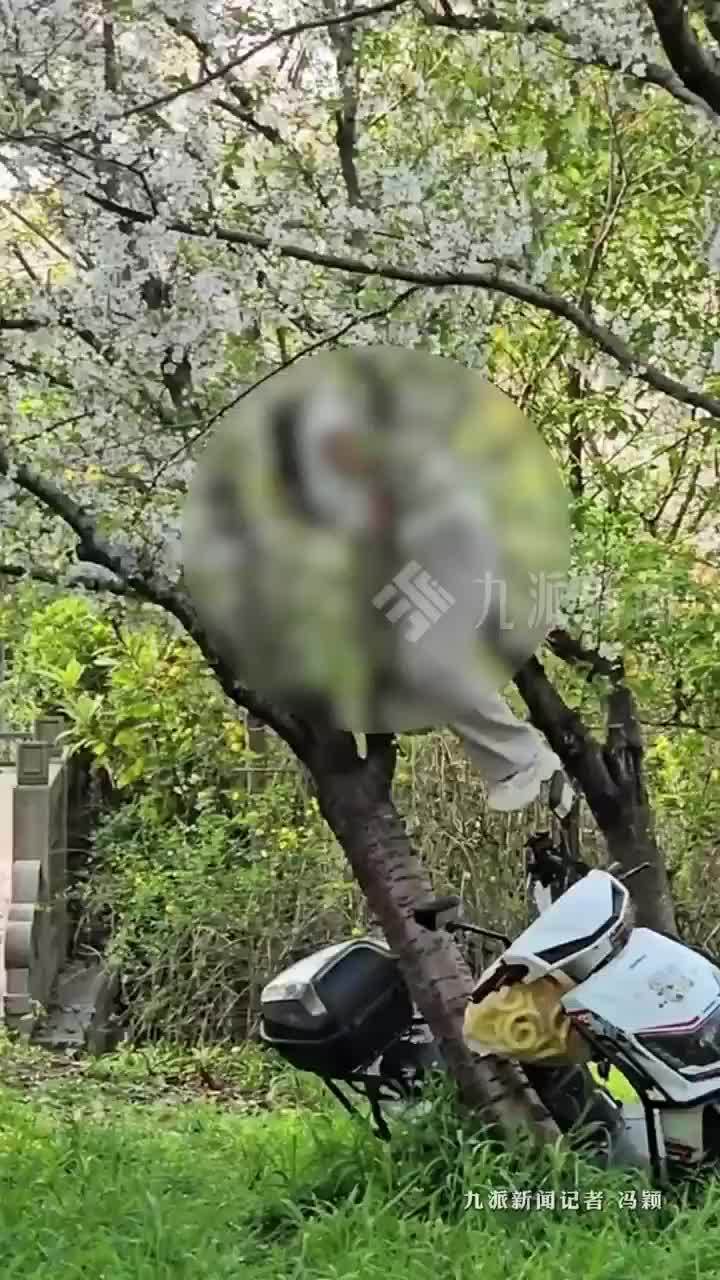 女子疑攀爬樱花树拍照致树木被压倒，公园：当事人还没找到