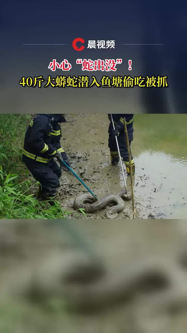 小心“蛇出没”！40斤大蟒蛇潜入鱼塘消防迅速抓捕