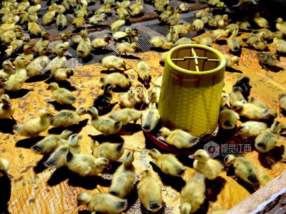 江西分宜：林下养鸭铺就生态致富路（图）