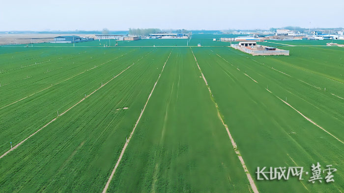 藁城小麦春管2(1)