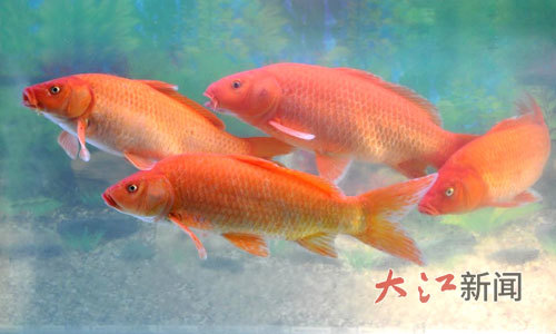 兴国红鲤。（兴国县农业农村局供图）