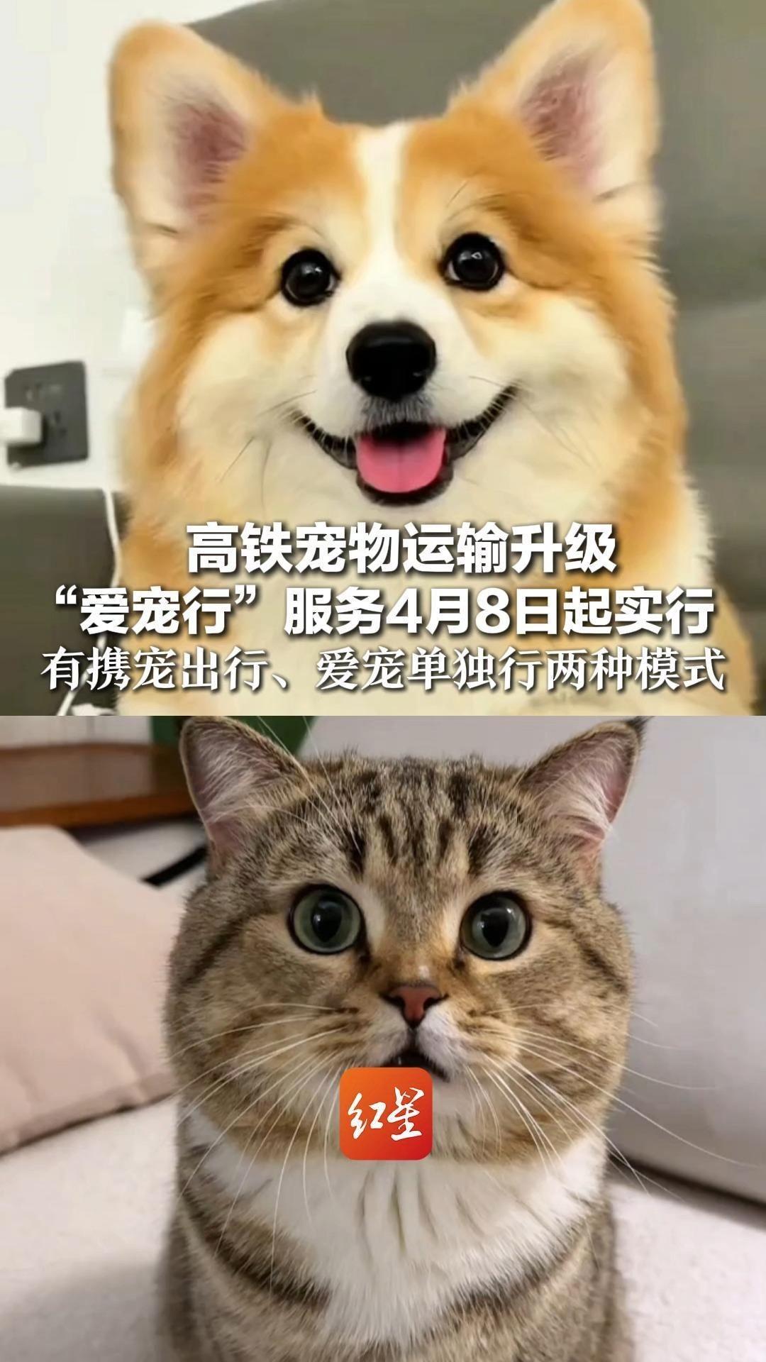 高铁宠物运输升级 “爱宠行”服务4月8日起实行 有携宠出行、爱宠单独行两种模式 预约规则和平台不同
