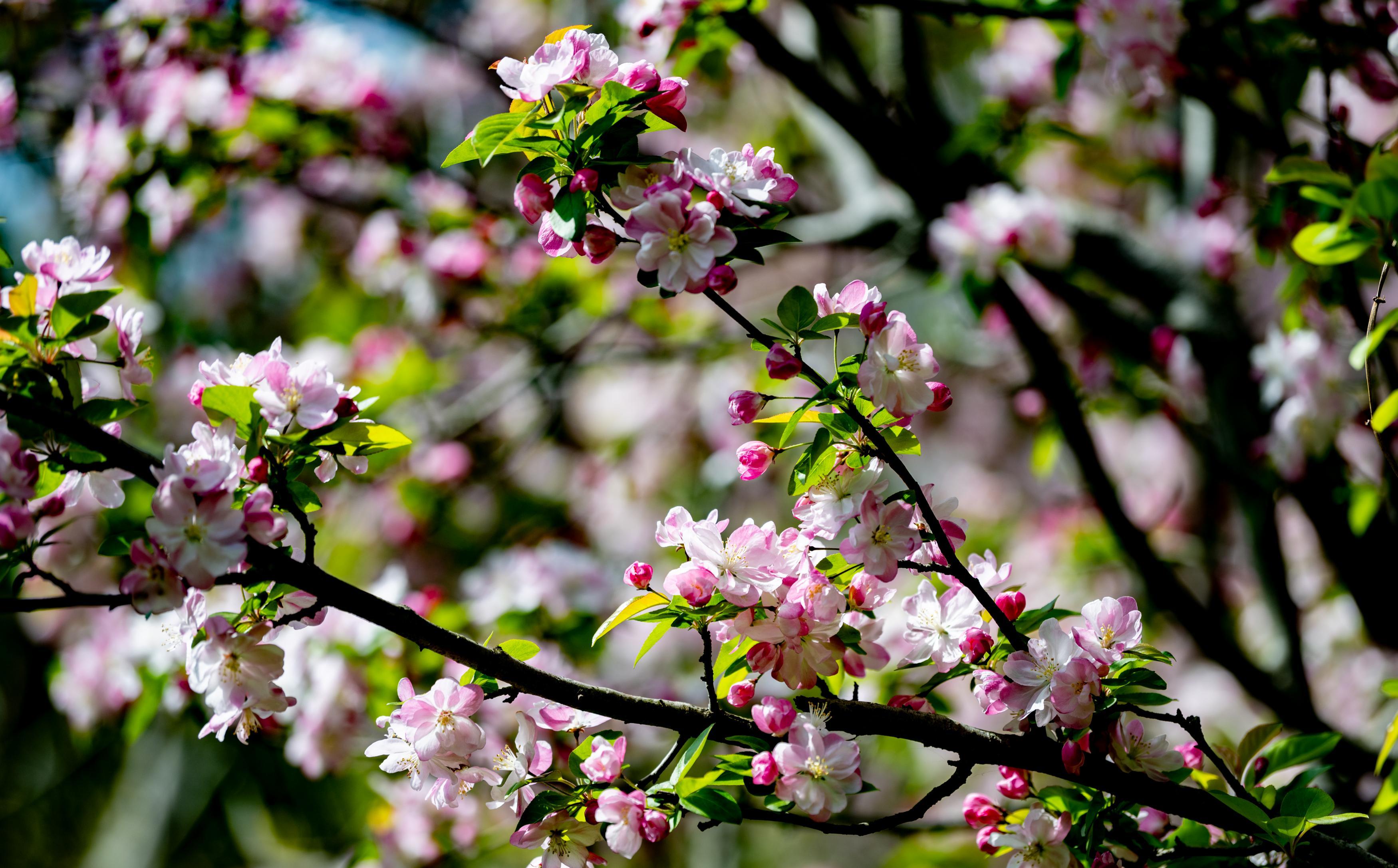 粉白花瓣在风里轻晃，阳光揉碎在花影间。刘晶 摄