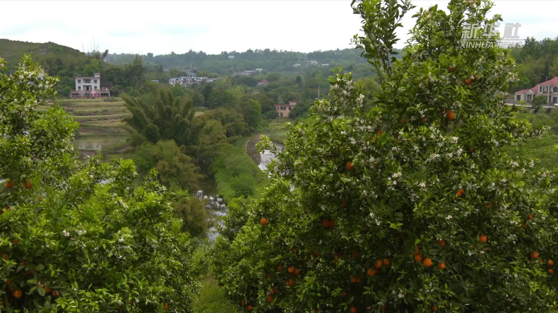 四川泸县：花果同树满园香