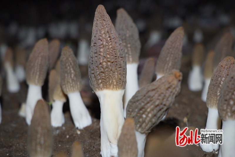 图为羊肚菌长势喜人。郭强摄