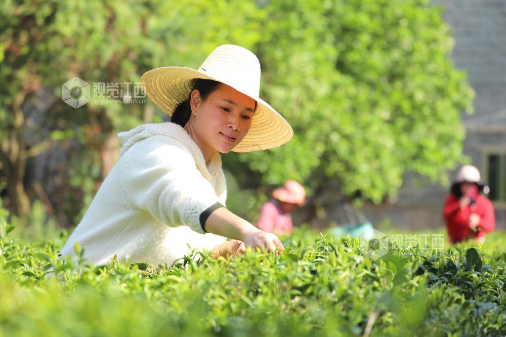 2026年4月4日，江西省吉安市泰和县蜀口生态岛景区茶园，游客正在体验采摘春茶，乐享假期。