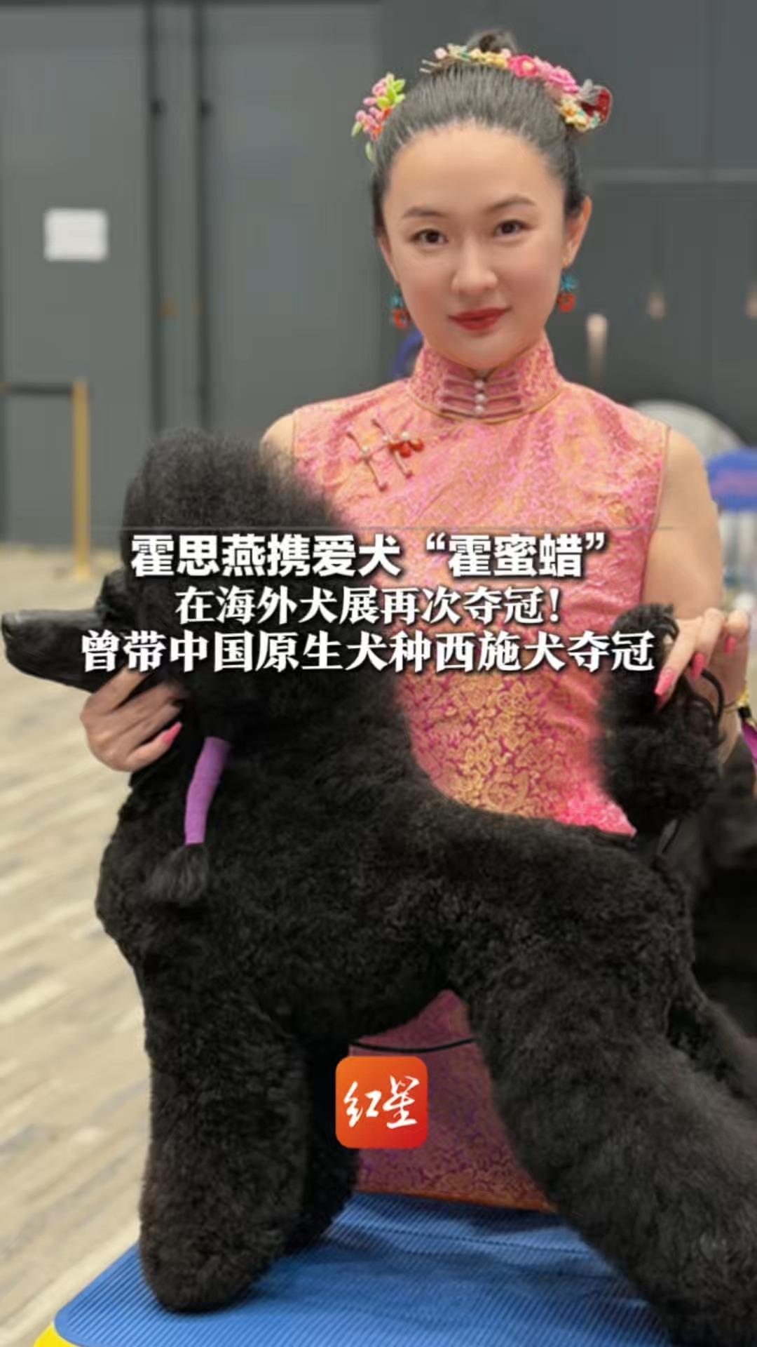 霍思燕携爱犬“霍蜜蜡”在海外犬展再次夺冠！曾带中国原生犬种西施犬夺冠 因收养被遗弃的实验比格犬被网友夸上热搜