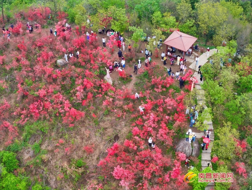 南昌：万株映山红 盛放迎客来（图）