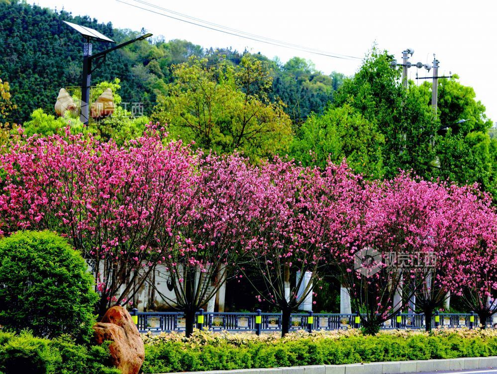 江西分宜：菊花桃盛开 添彩暮春光（图）