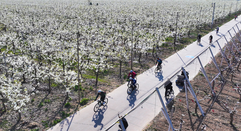 4月4日，自行车爱好者在威县梨产业路上骑行健身。