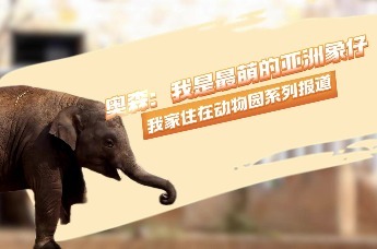 视频 |我家住在动物园（二）奥森：我是最萌的亚洲象仔