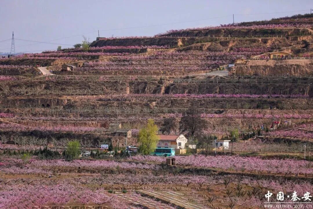 图源：秦安县融媒体中心