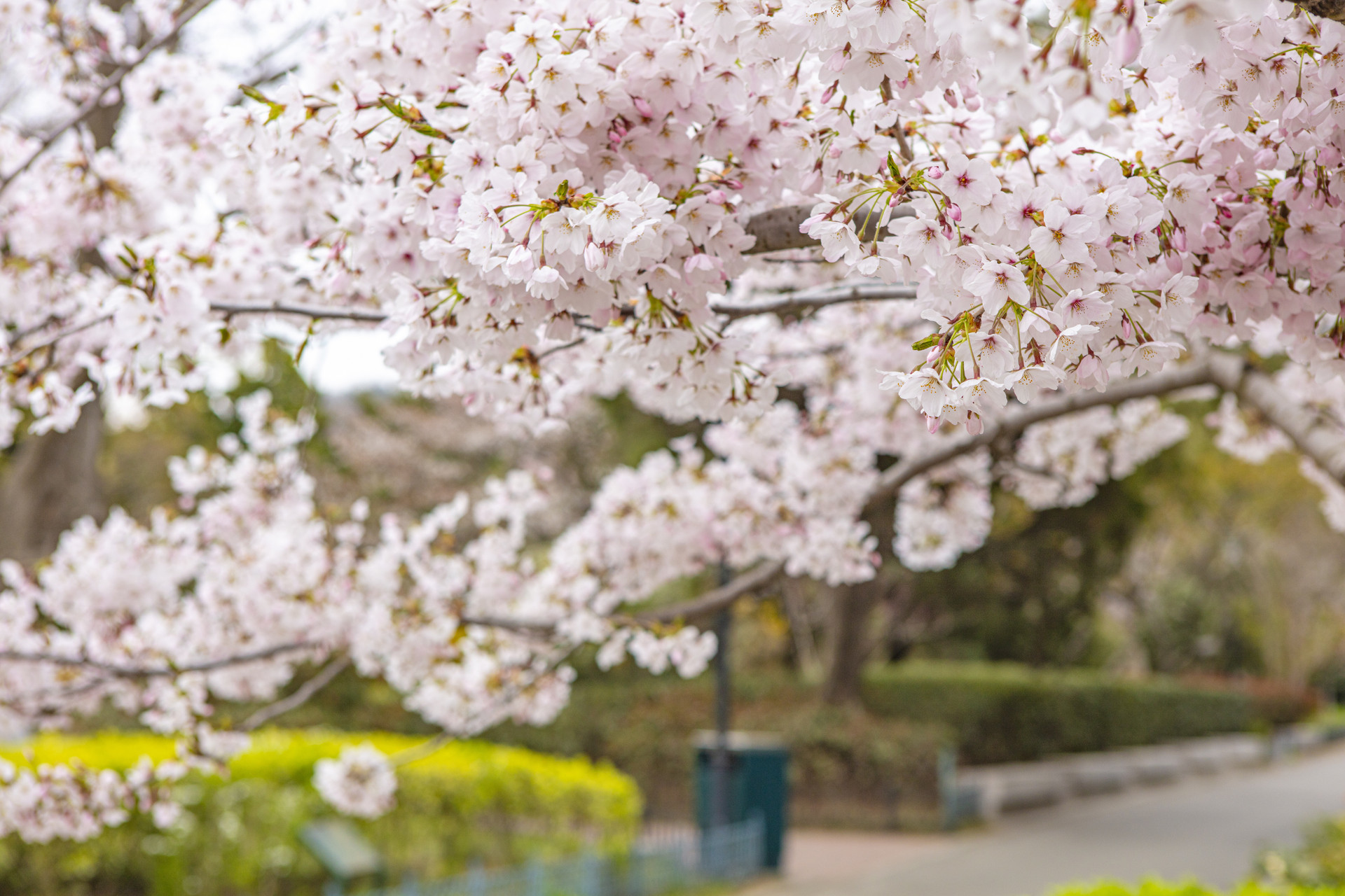 赴一场与春天的浪漫邂逅 去青岛中山公园赏花！