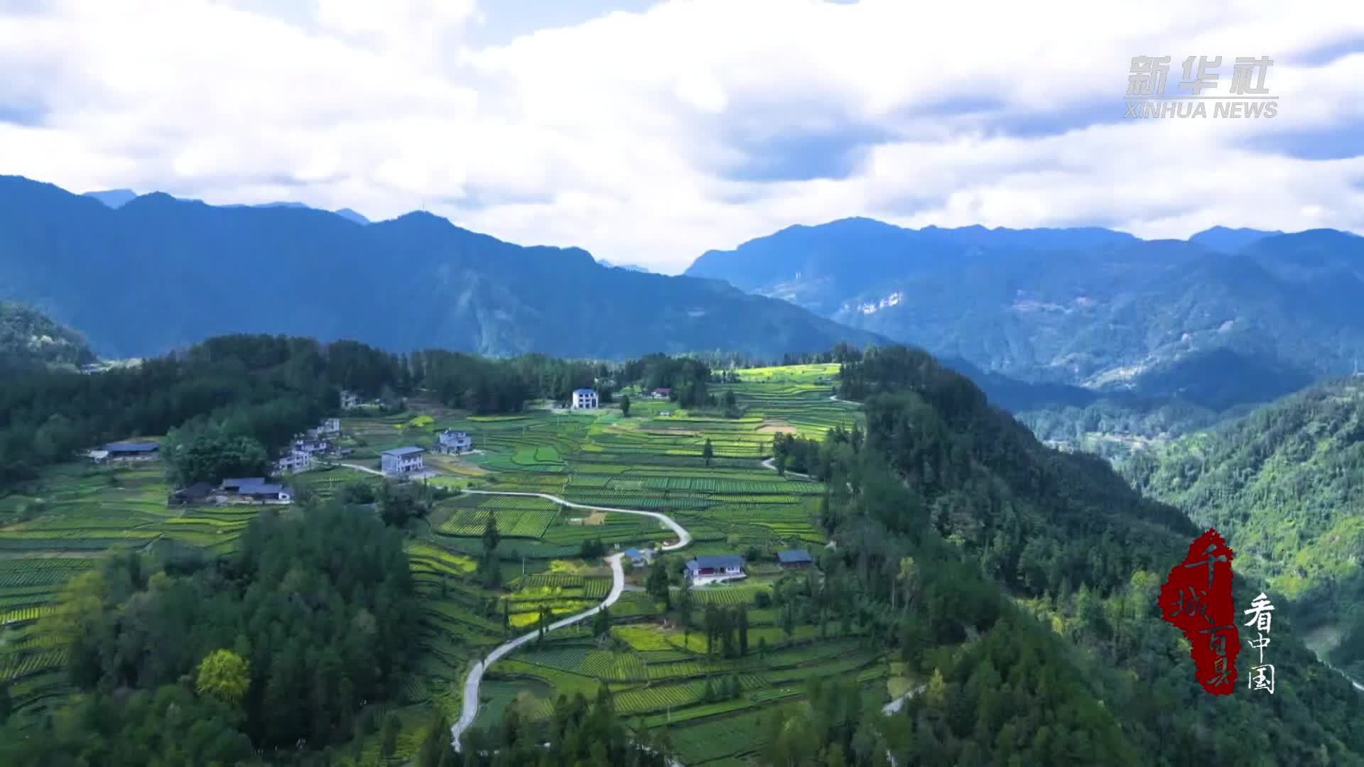 千城百县看中国｜湖北咸丰：春茶吐翠采摘忙