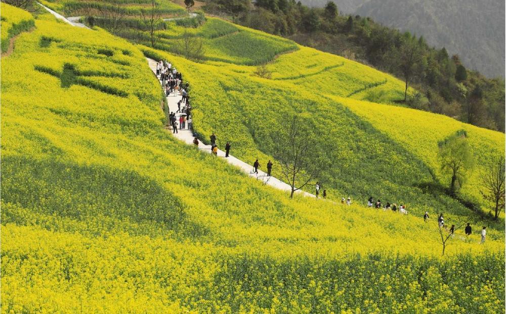 4月3日，游客在徽县大河店镇腰庄村万亩油菜花田赏花游玩。新甘肃&middot;甘肃日报通讯员　李旭春　摄