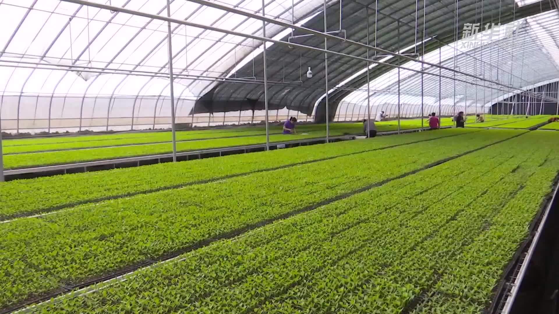 山西襄汾：智慧育苗促发展 辣椒产业赋能乡村振兴