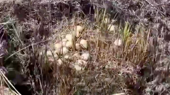 男子扫墓发现祖坟旁有近百枚鸭蛋：去了9个人，每人分10个