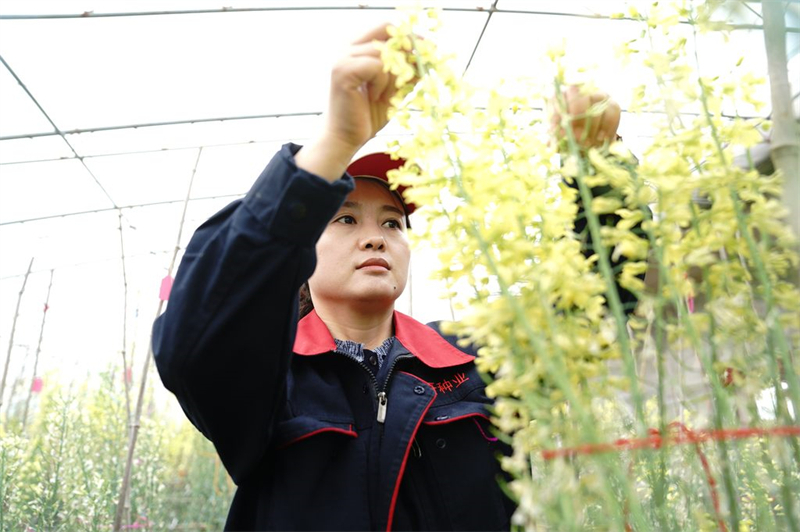 4月8日，邢研种业有限公司员工在进行人工授粉。