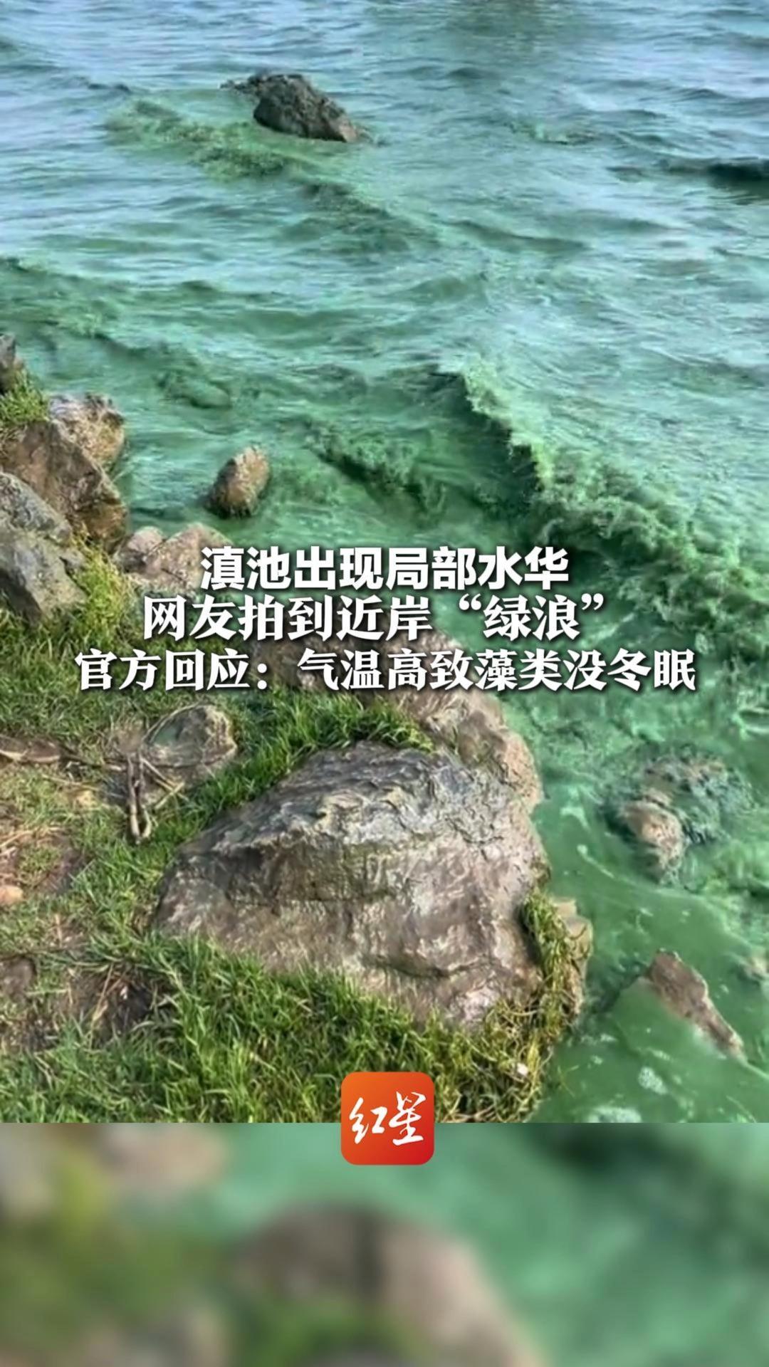 滇池出现局部水华 网友拍到近岸“绿浪”官方回应：气温高致藻类没冬眠 正全力处置 重点水域“日聚日清”