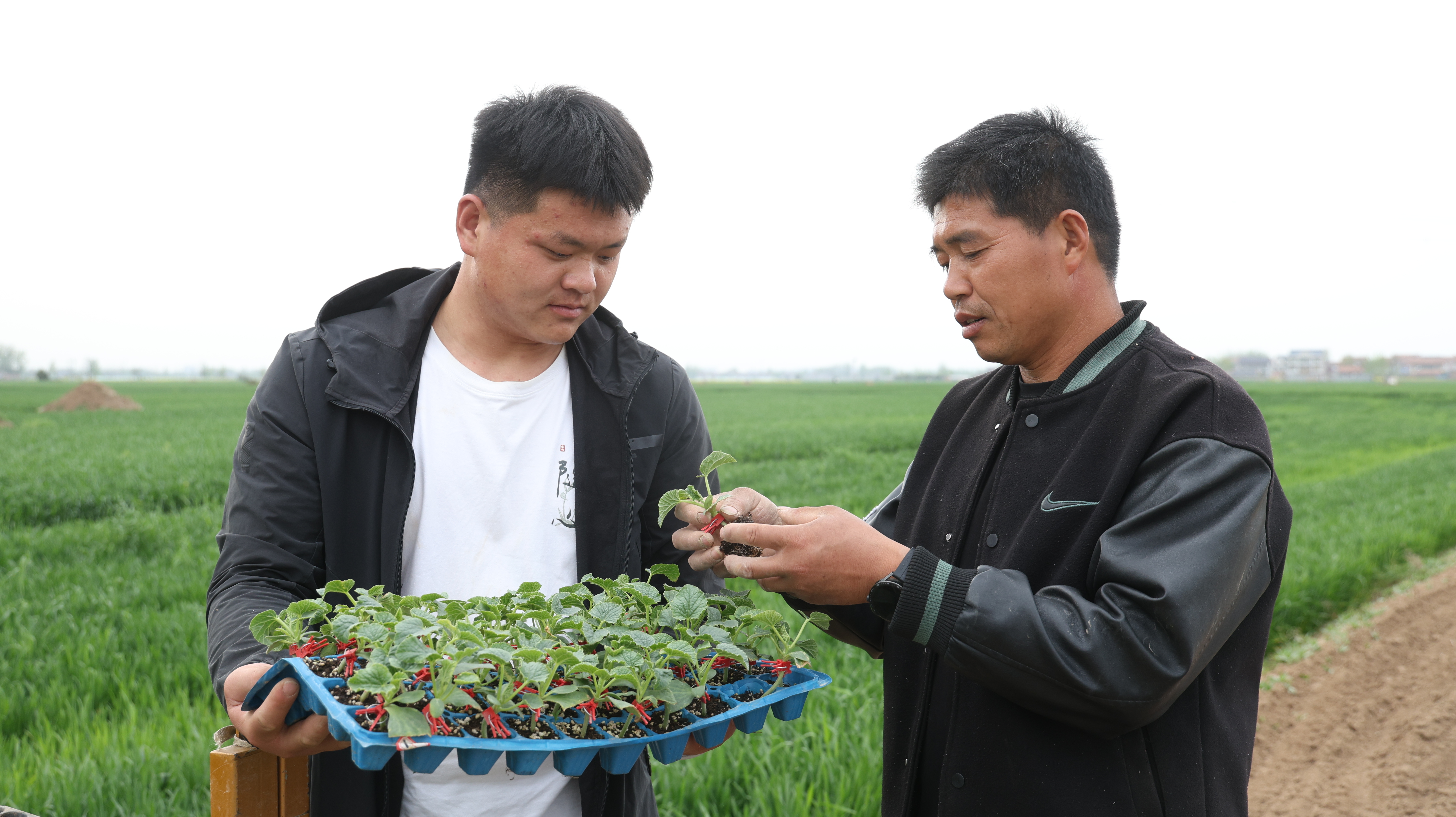 柘城：套种模式促增收 柘城春耕绘新篇