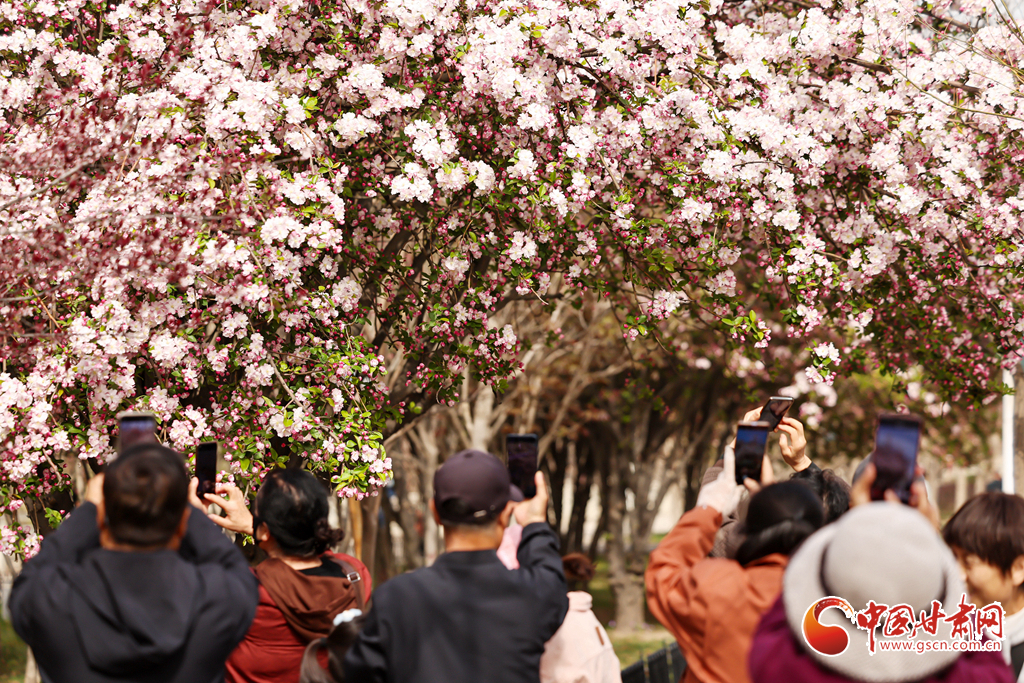 4月5日，人们在兰州市城关区北滨河路赏花拍照。