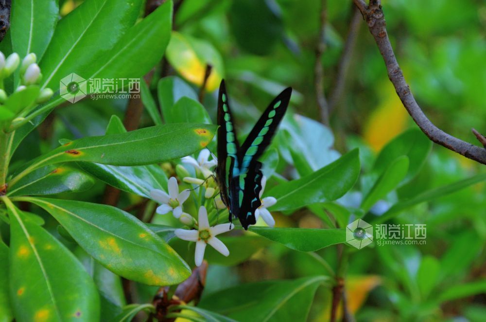 4月5日，在江西省永新县沿江路两旁的花丛中，几只蝴蝶翩翩起舞，时而停驻枝头，时而穿梭花间。蝶翼斑斓与盛放的花儿相映成趣，为春日增添了几分灵动生机。