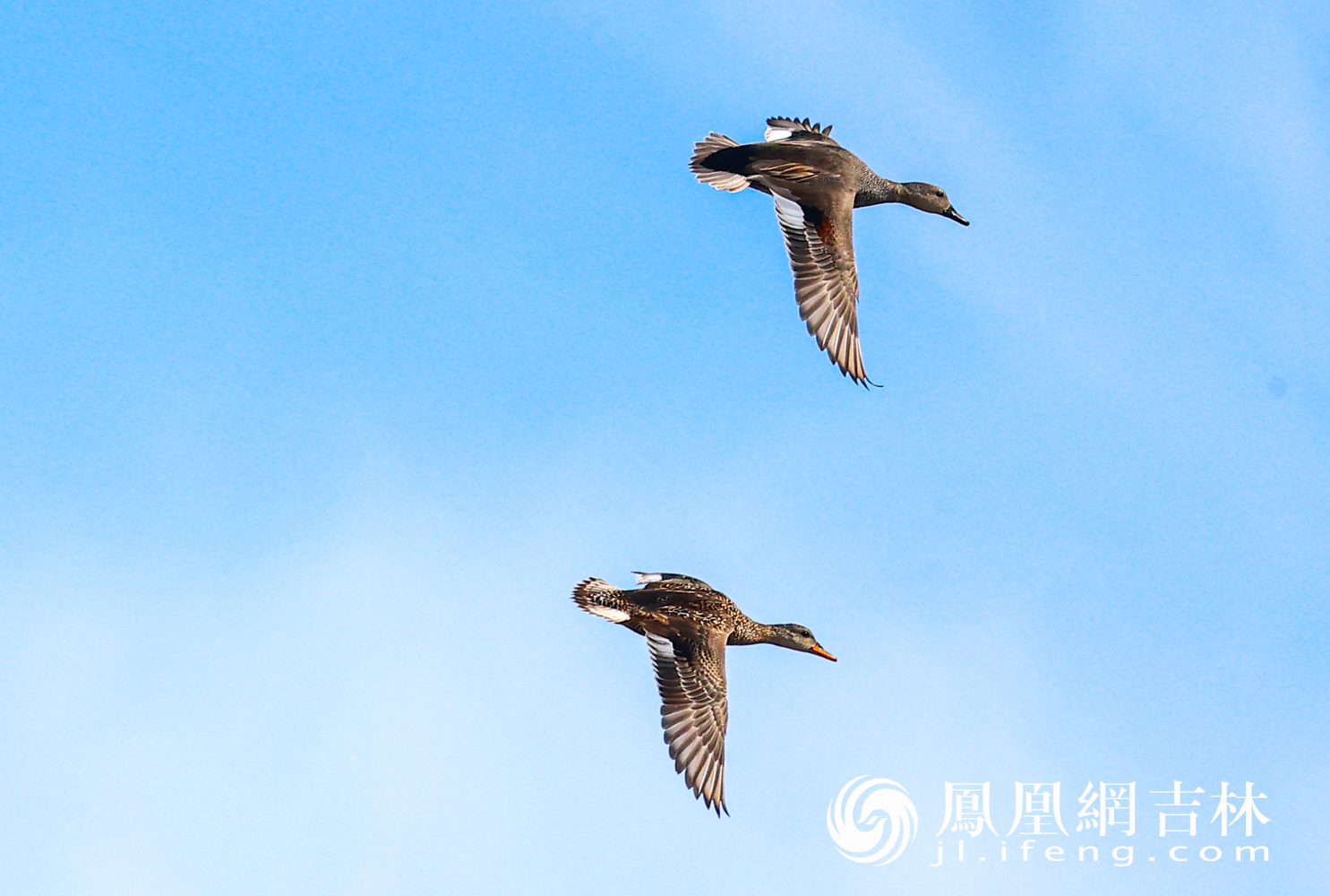 图集|雪落春痕浅，鸥衔暖信来