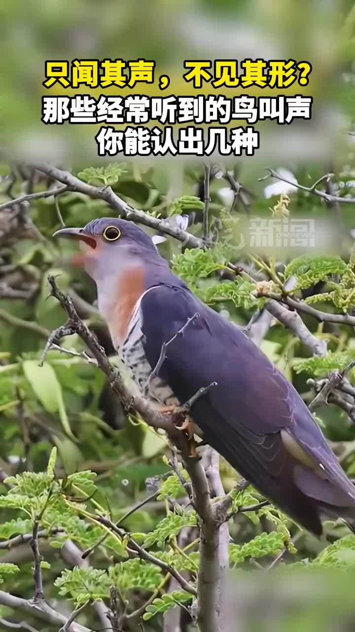 只闻其声，不见其形？那些经常听到的鸟叫声，你能认出几种