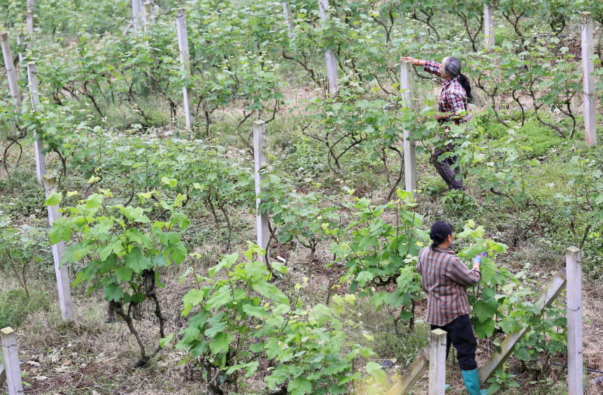 清明管护启新程 千亩葡萄园忙春耕
