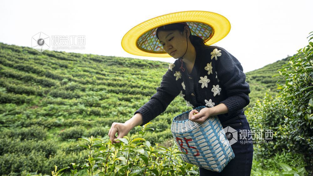 春风送暖,茶香满园。眼下正值春茶采摘的黄金时节,吉水县乌江镇余江村的千亩生态茶园里,漫山遍野的茶树吐露新芽,翠绿欲滴,茶农们穿梭在茶垄间,开启了一年一度的春茶采收工作,勾勒出一幅春日丰收的美丽画卷。