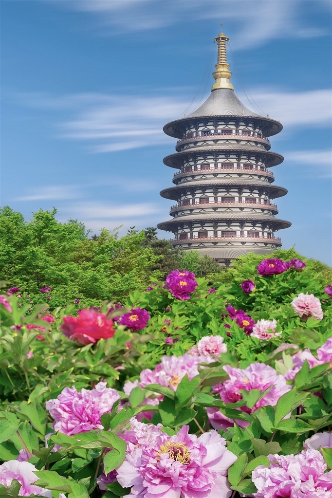 天堂景区内，游人与盛放的牡丹相映成趣。