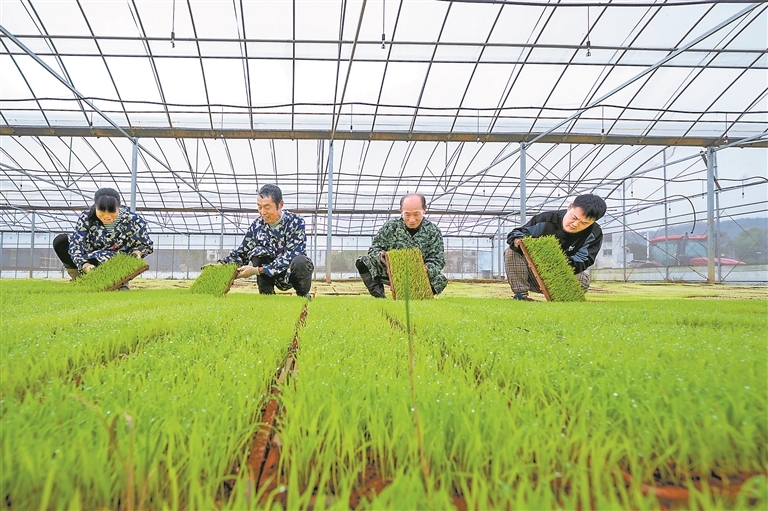 3月25日，萍乡市湘东区排上镇北村村育苗大棚内，农户们抢抓农时管护幼苗。通讯员 姚雨婷摄