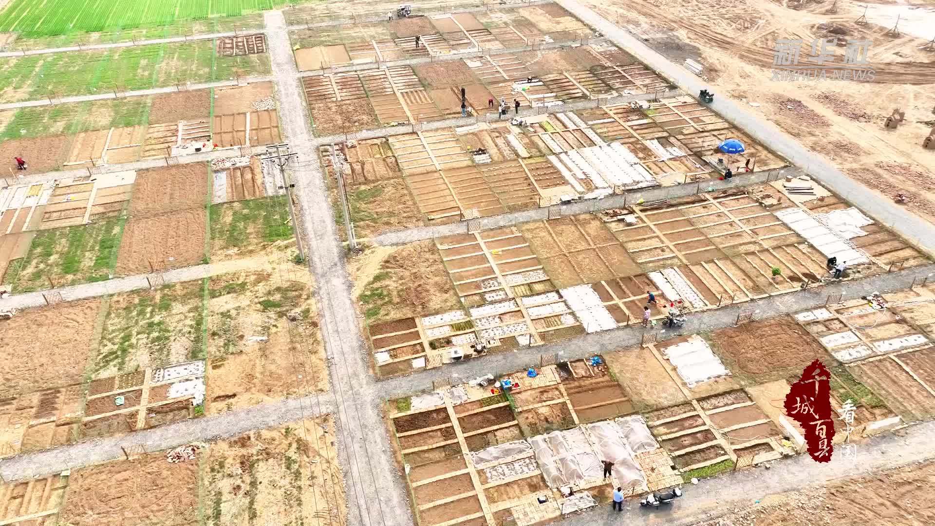 千城百县看中国｜山东广饶：“共享农场”藏耕趣