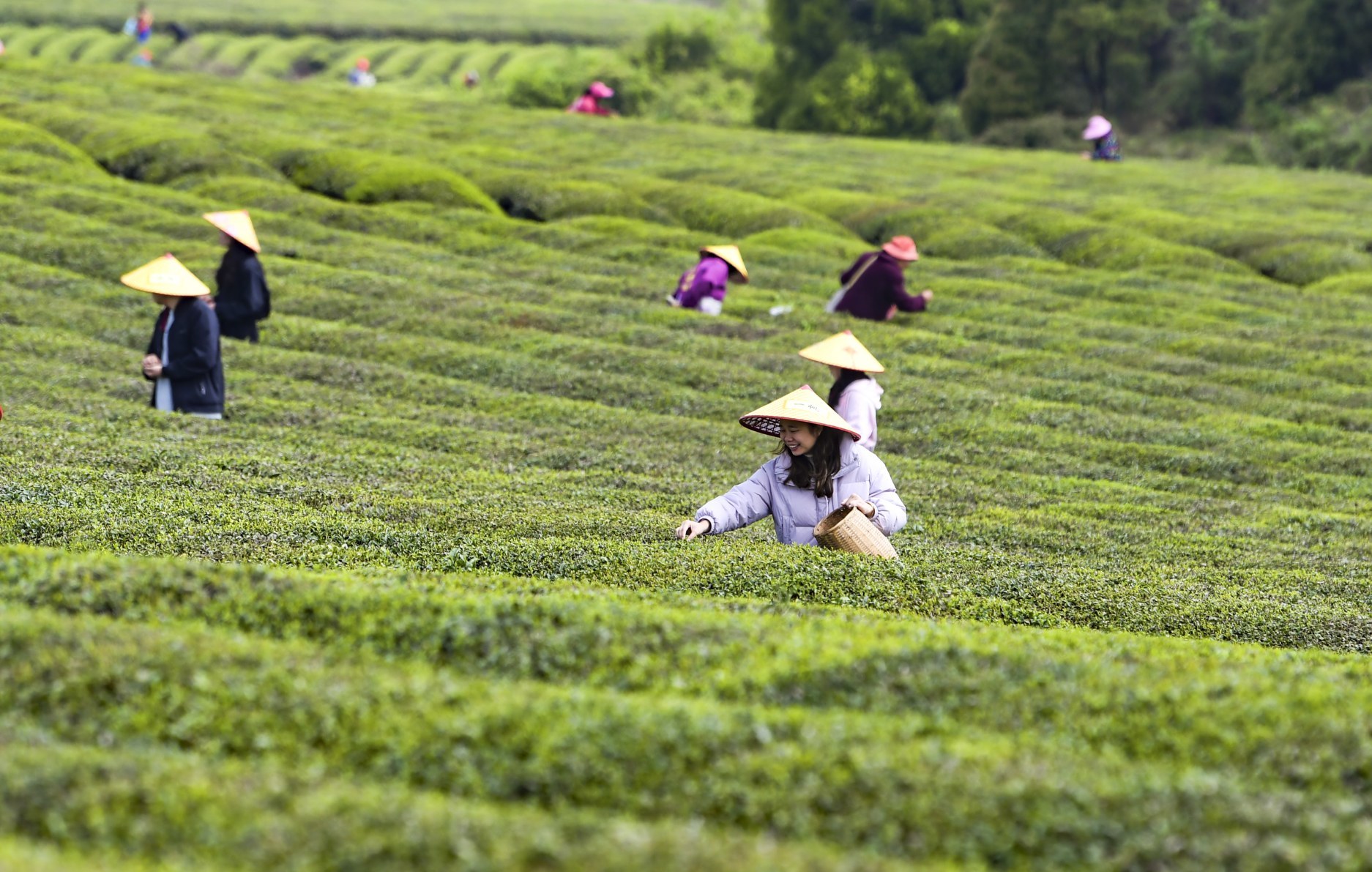 从茶园到课堂，新余小学生变身“小茶农”体验采茶乐趣