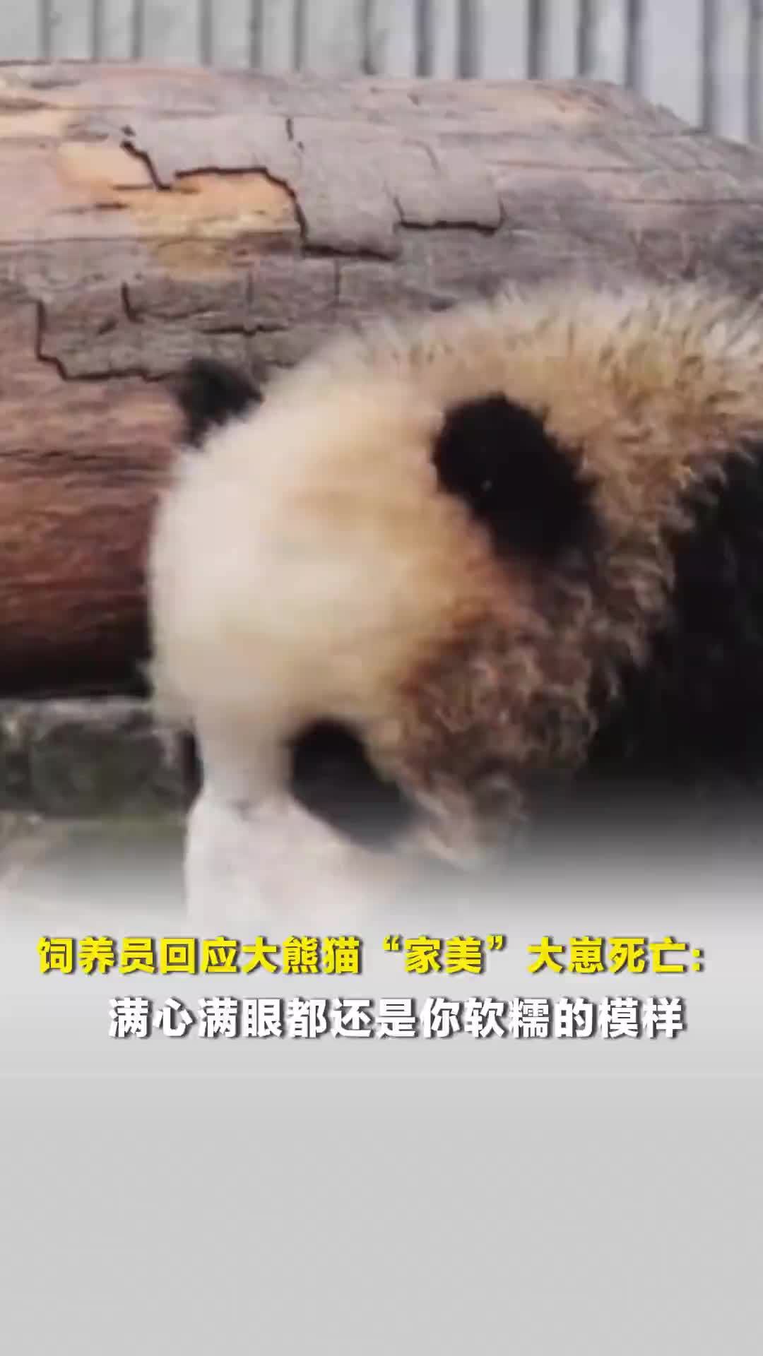 饲养员回应大熊猫“家美”大崽死亡：满心满眼都还是你软糯的模样