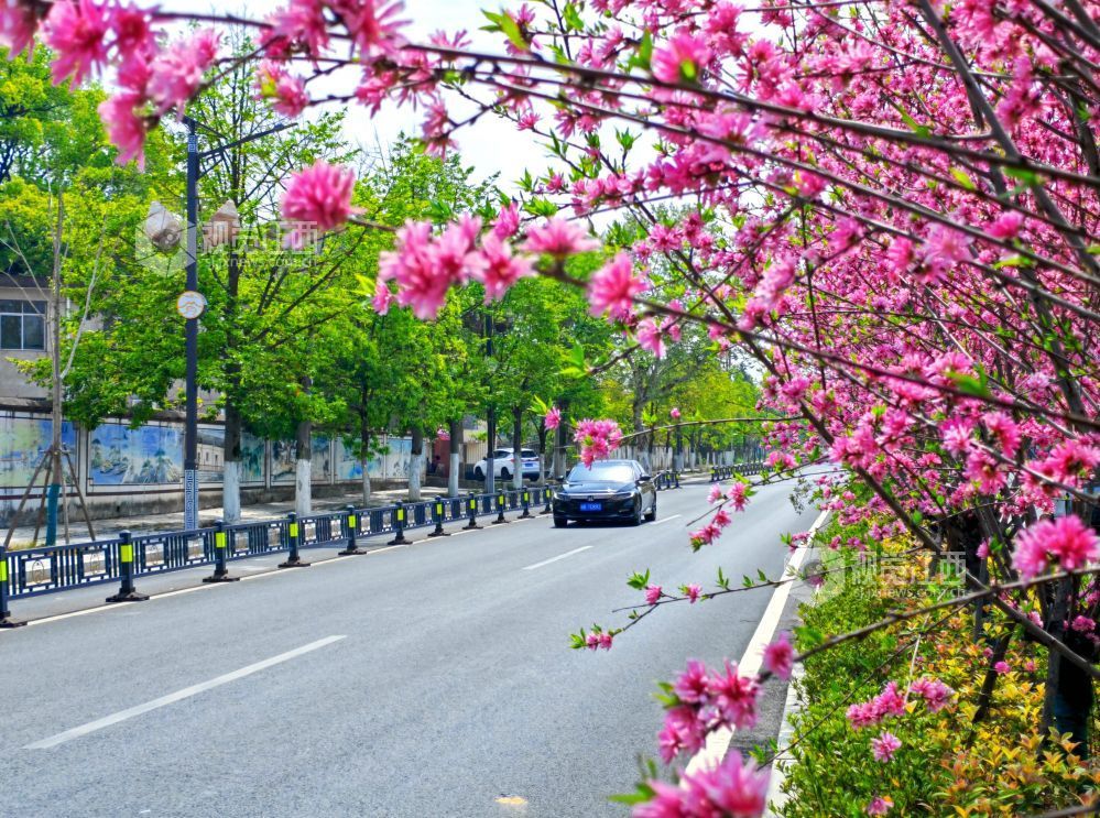 江西分宜：菊花桃盛开 添彩暮春光（图）