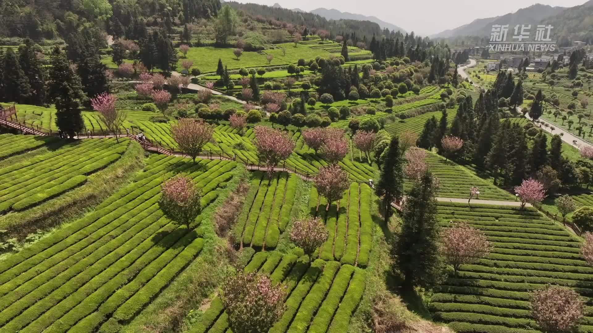 贵州印江：茶樱相映绘春景 采茶赏花正当时