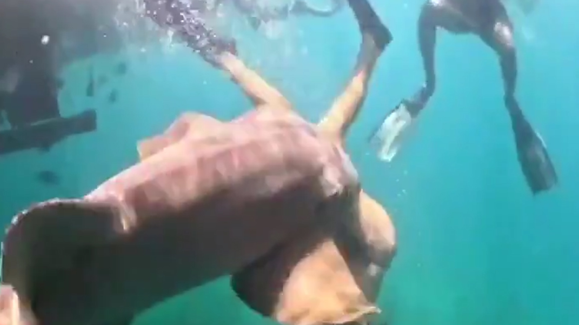 看着都疼！巴西一女子潜水时被鲨鱼一口咬住大腿