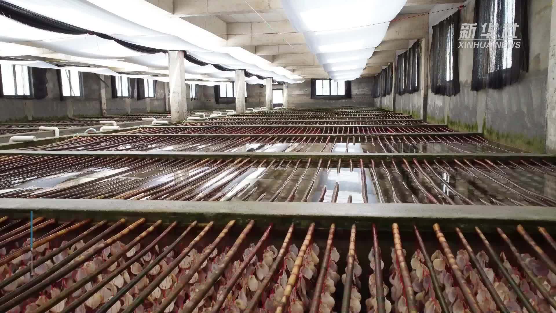 浙江洞头：小贝壳育出“致富苗”