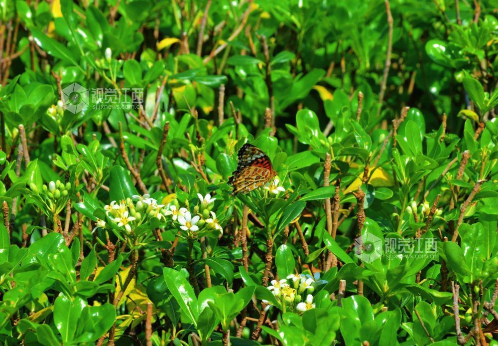 4月5日，在江西省永新县沿江路两旁的花丛中，几只蝴蝶翩翩起舞，时而停驻枝头，时而穿梭花间。蝶翼斑斓与盛放的花儿相映成趣，为春日增添了几分灵动生机。